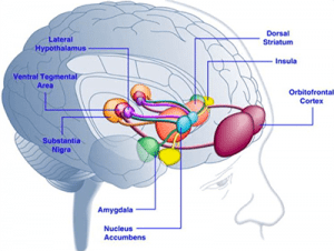 What part of the brain causes gambling problems associated