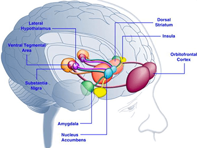 Problem gamblers's brain levels increase at the sight of gambling | Top ...