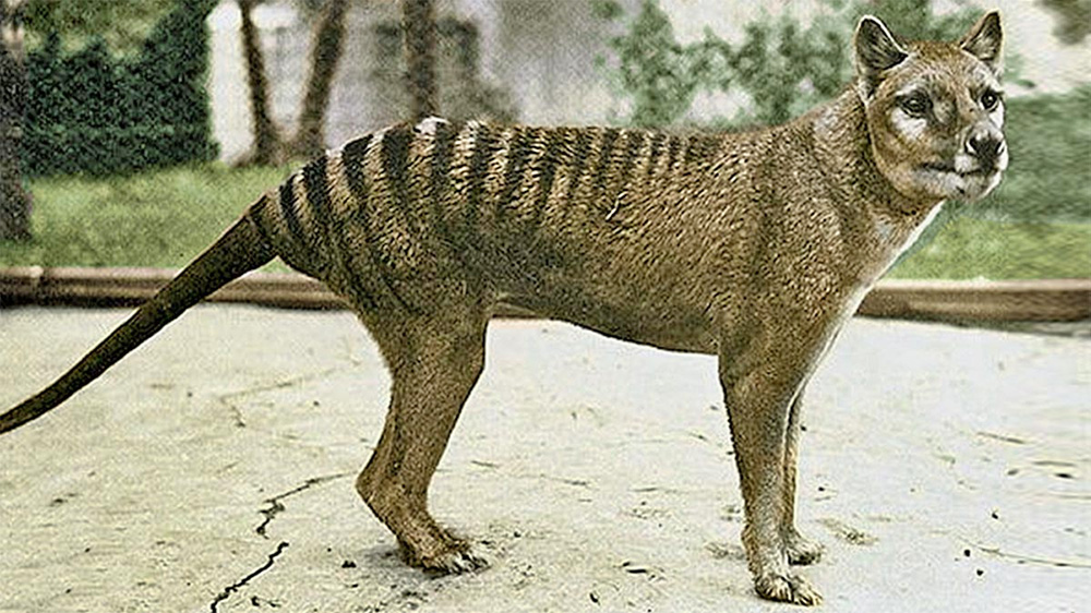 Is the Tasmanian Tiger still alive?